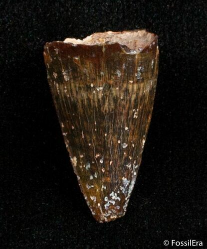 Cretaceous Aged Fossil Crocodile Tooth - Morocco #2862